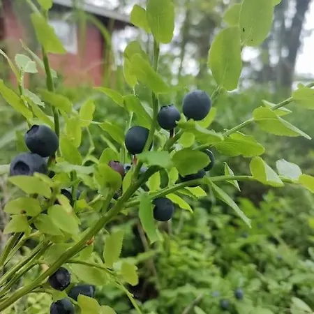 Viihtyisae Moekki Jaerven Rannalla アパート