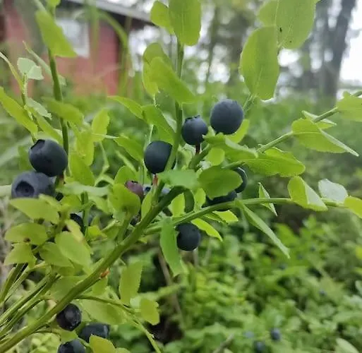 Viihtyisae Moekki Jaerven Rannalla 公寓